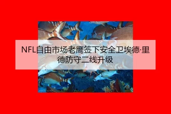 NFL自由市场老鹰签下安全卫埃德·里德防守二线升级